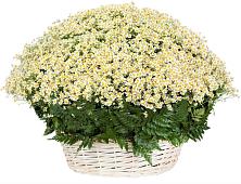 Цветочная композиция из Ромашки в корзине #REPLACE_PRED# Сычёво